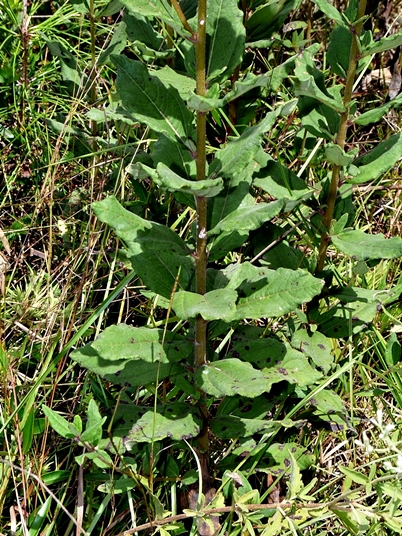 {Helianthus floridanus}